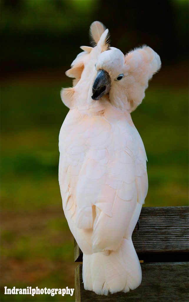 Image of a light-colored cockatoo