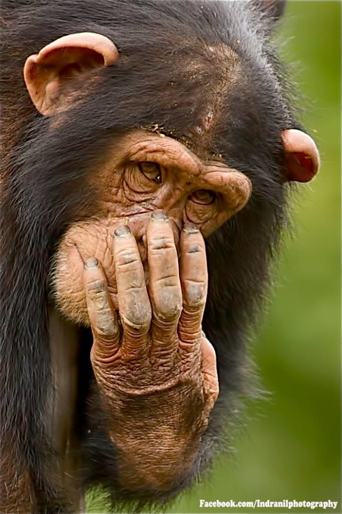 Image of a chimpanzee holding its hand over its nose and looking at the camera.