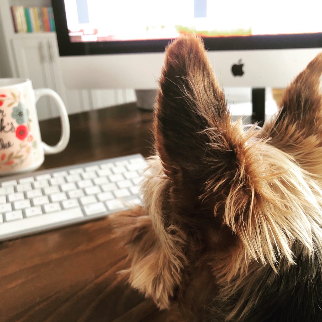 Image of a small dog seen from behind looking at an Apple iMac, keyboard, and coffee mug