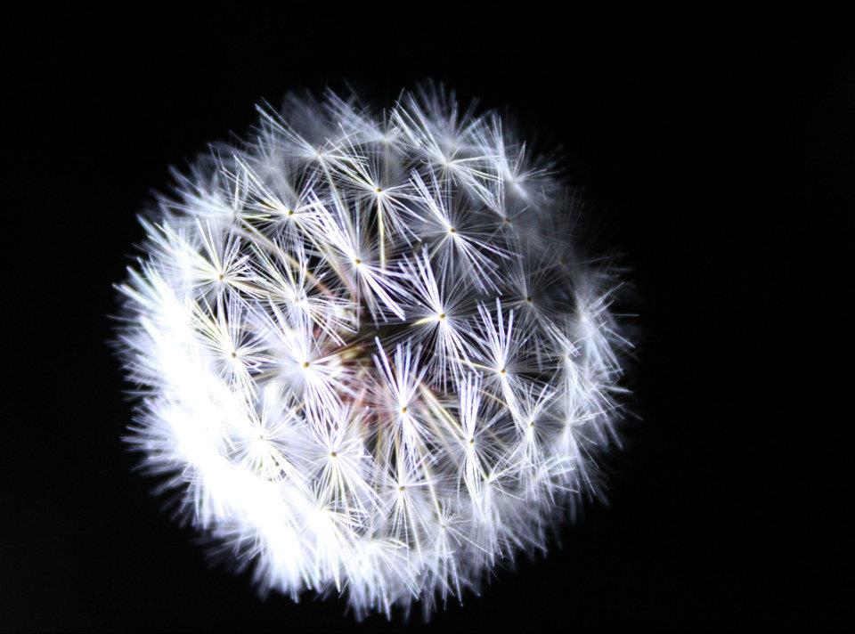 Close up image of white dandelion seeds