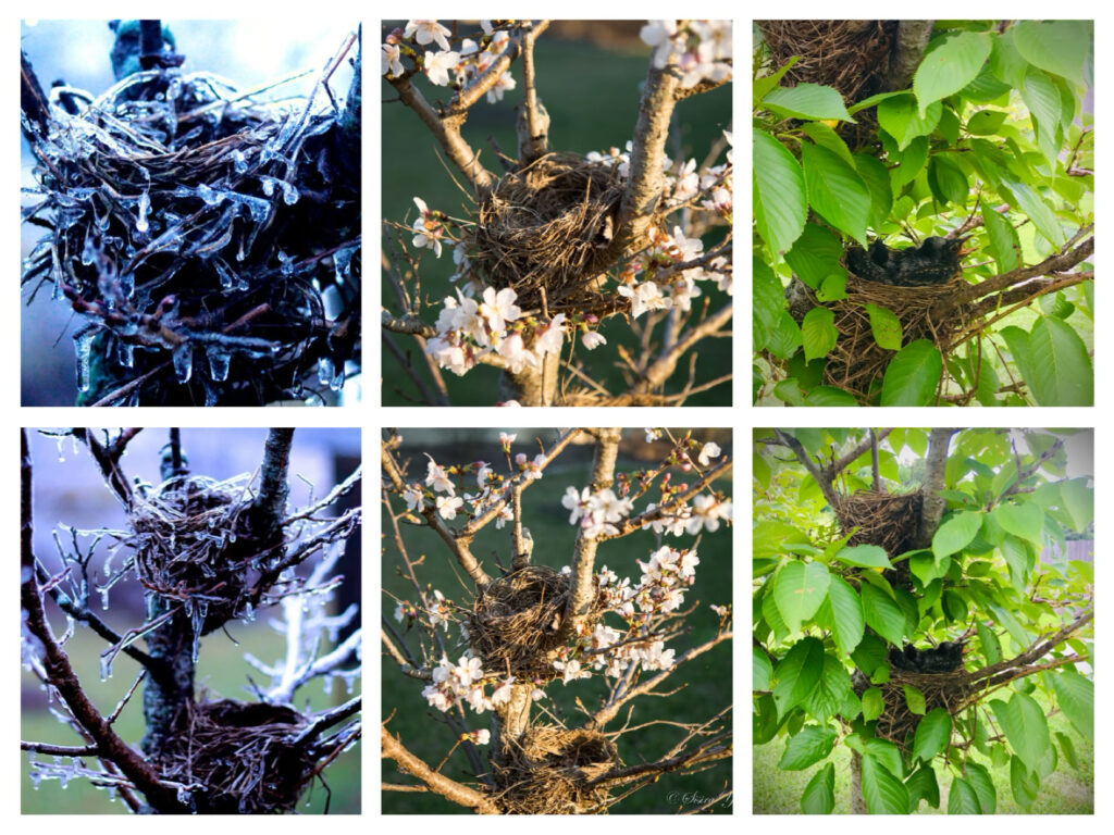 a collage of bird nests taken in different seasons
