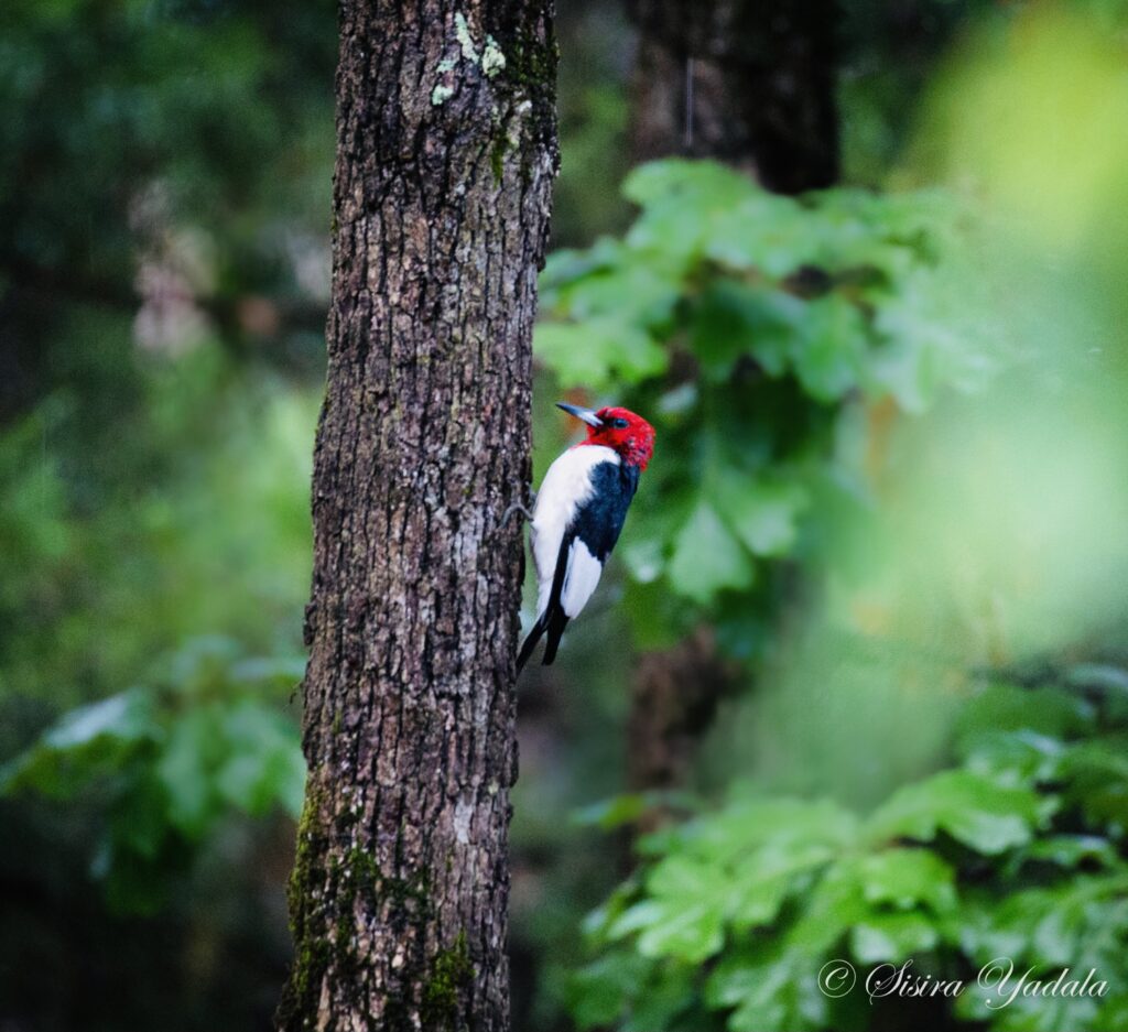 a woodpecker clings to the side of a tree in a wooded area