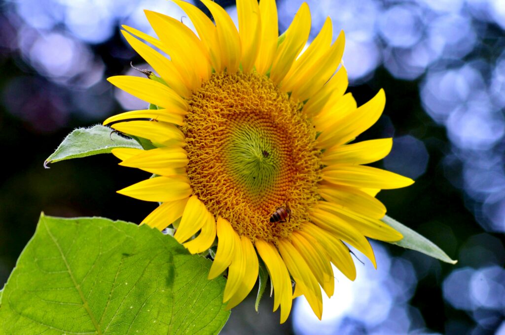 Image of a sunflower with a bee on it