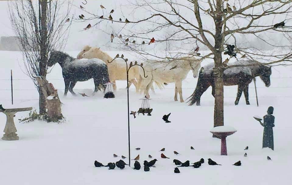Horses standing in a snowy field. Birds of various types adorn the branches of trees and the ground.