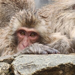 Close up of a snow monkey