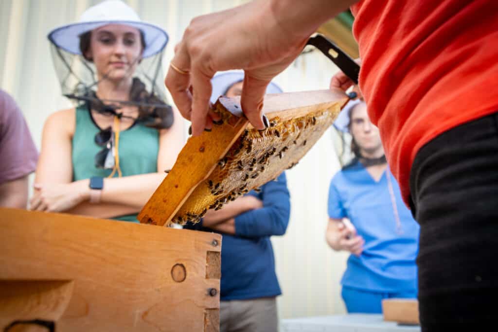 close up of a person pulling a bee-covered slot out of a beekeeping box. people look on in the background