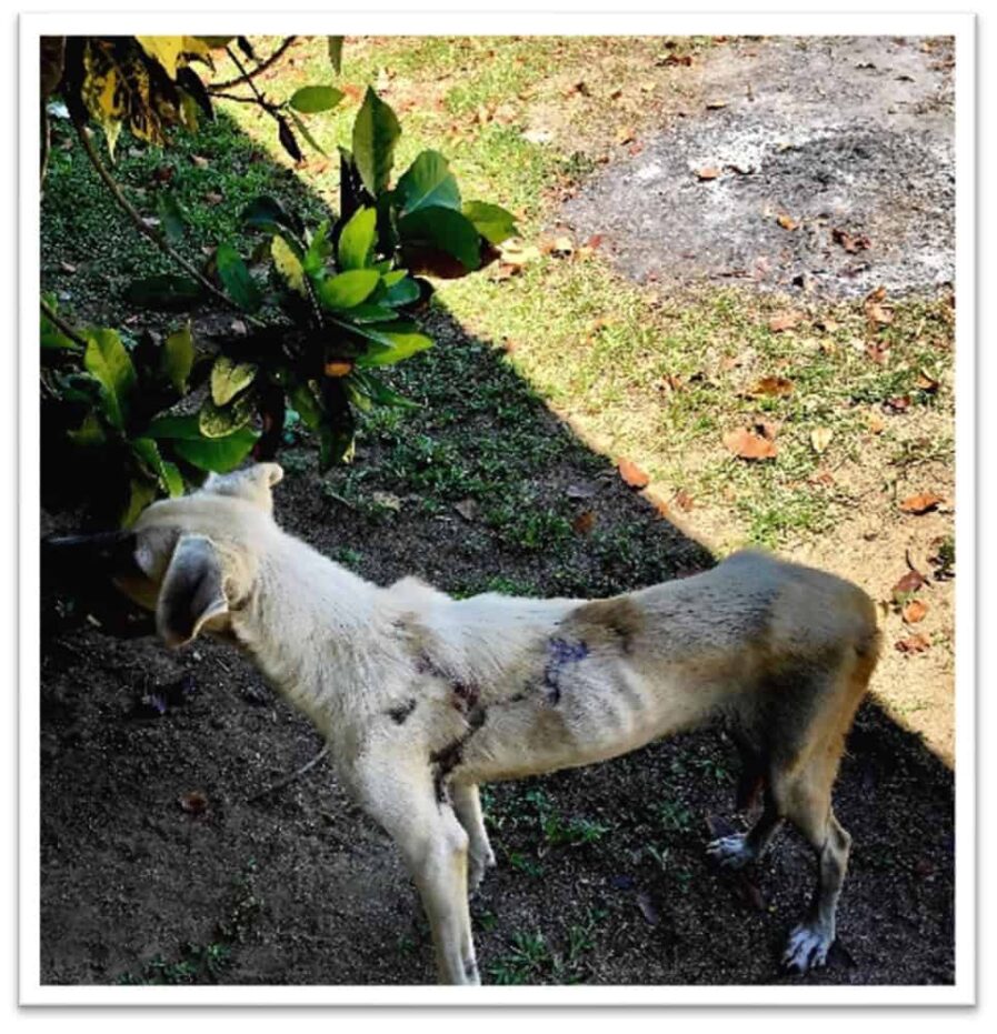 Skinny dog in Honduras outside